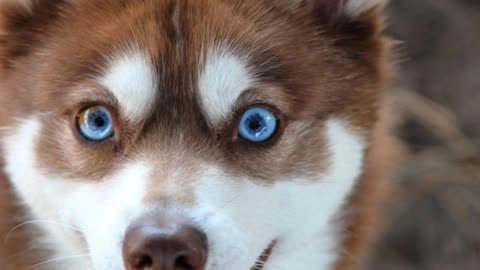 The most beautiful images of your pet