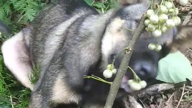 This dog loves to be vegetarian