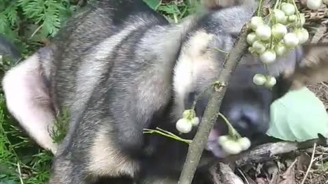 This dog loves to be vegetarian