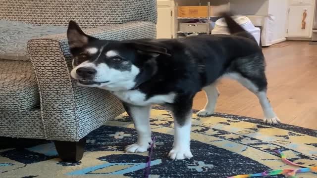 Sassy Dog Wants an Early Dinner