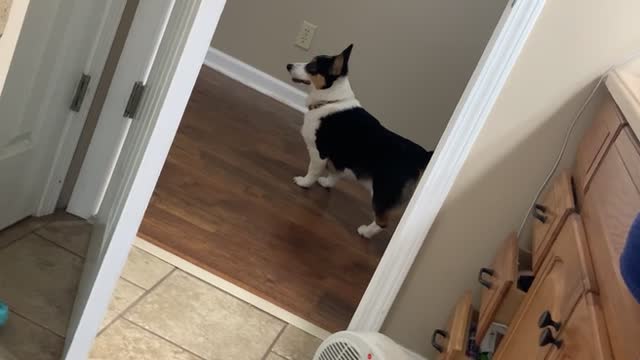 Corgi Just Keeps Going