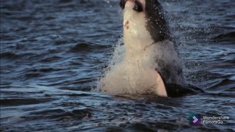 A huge shark in the ocean looks incredible!