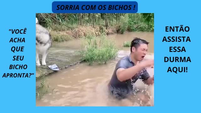 BICHOS ENGRAÇADOS