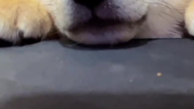 I wonder what the world looks like in the eyes of dogs?