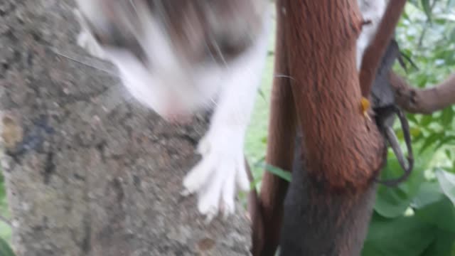 Cat climbing on the tree. Cute small kitten climbing the tree
