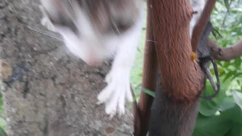 Cat climbing on the tree. Cute small kitten climbing the tree