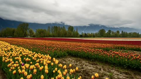 The splendor of flowers