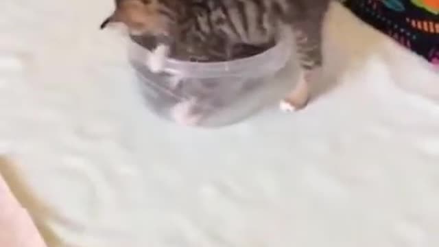 [Funny video]this is so cute funny video.