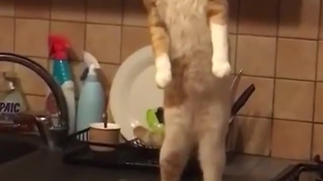 Very smart cat / standup and watch the door