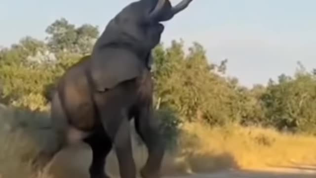 When the elephant got angry