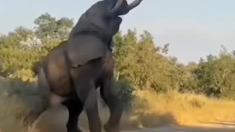 When the elephant got angry