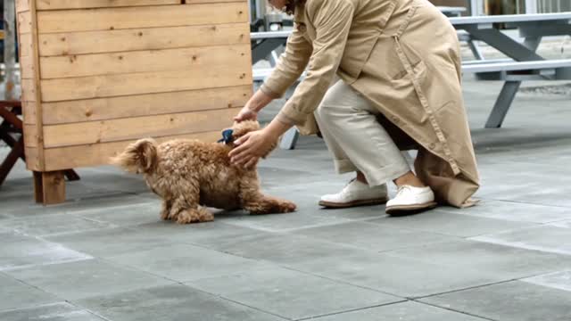 The dog was very happy to meet its owner so cuts dogs