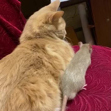 It's good to lie down together