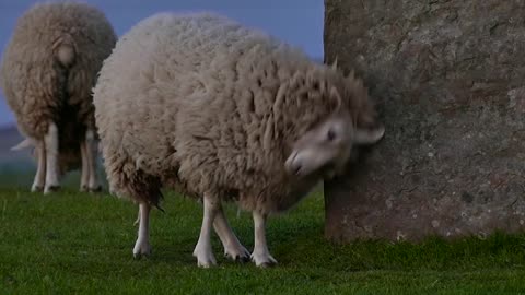 Sheep Scratching On Rocks