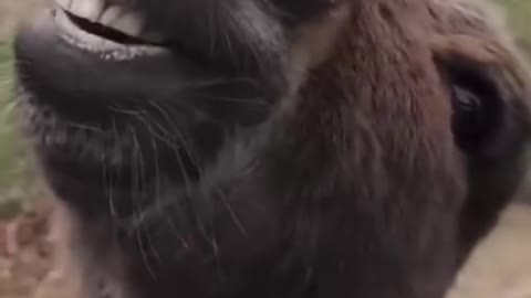 Suddenly a woman with a donkey fell into the camera