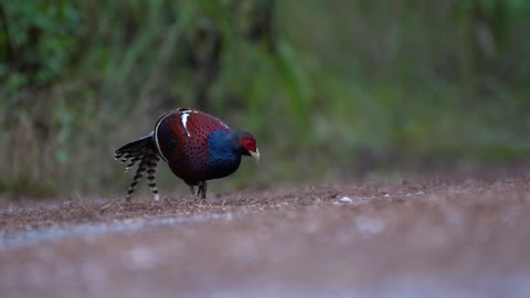 NO HUNTING @ Venus Ranch in Venus Florida.