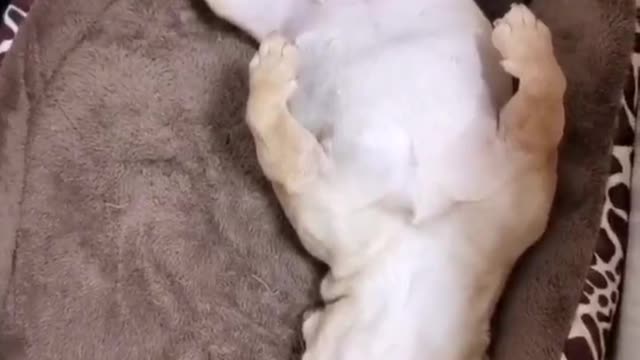 A dog that can't wake up