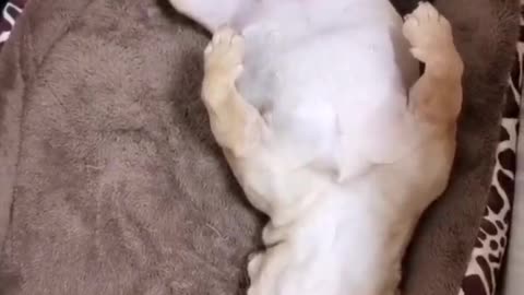 A dog that can't wake up