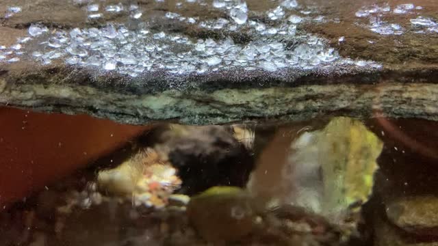 Oddly Satisfying Salt Dissolves in Fish Tank