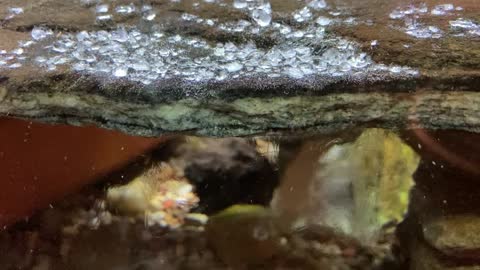 Oddly Satisfying Salt Dissolves in Fish Tank