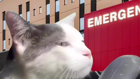 Funnies cat driving car@animalpaladise