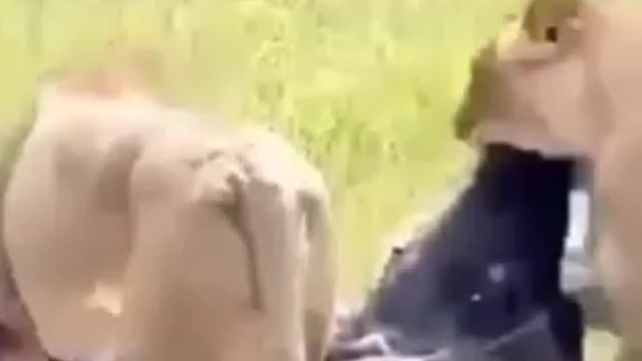 Merciless Lion Devoured Wild Bull with Calf.