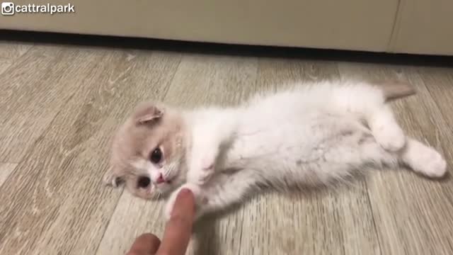 cats are funny ahah pt2