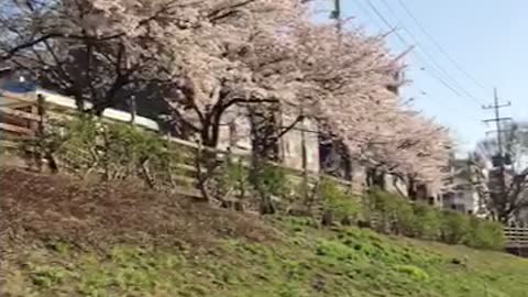 Seoul, Korea, the fresh spring cherry blossom path