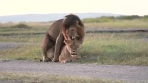 Mating lion viral video