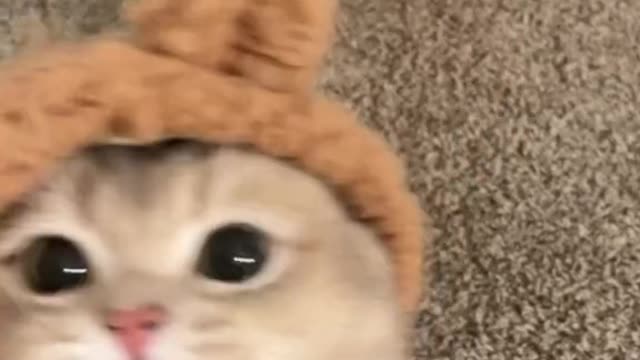 cute cat
