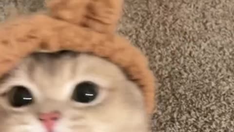 cute cat