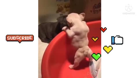 Cute Animal Funny Videos 😂😂😂