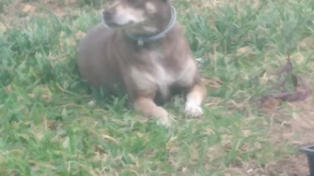 Paw Patriot2