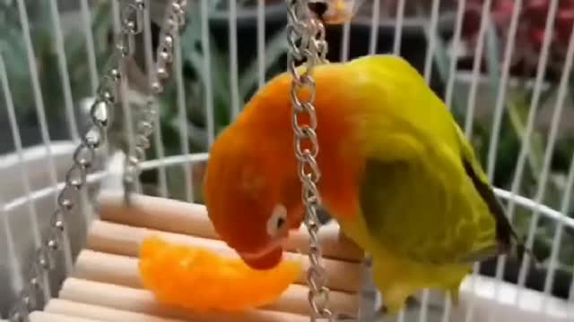 Parrot love orange