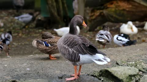 Goose Goose Feather Water Bird Cleaning