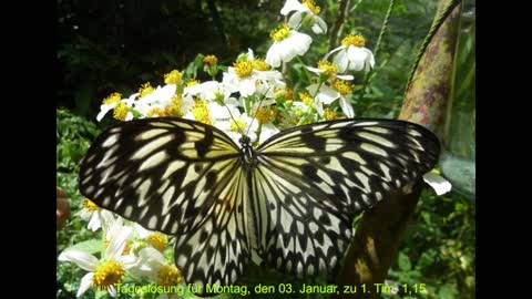 Tageslosung für Montag, den 03. Januar