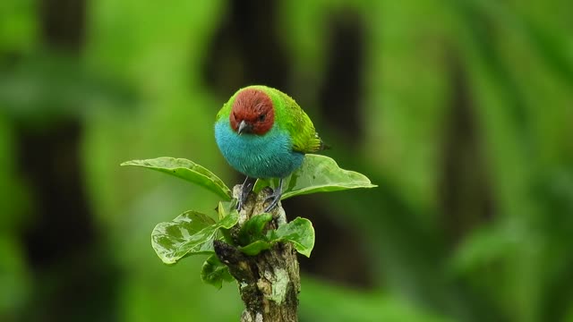 One of the most beautiful scenes of nature for a very beautiful bird