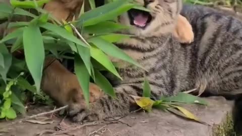 funny videos about cats