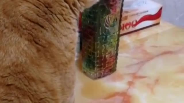 FunnyPetsToday，Funny Cat You Might Never See Before, part72