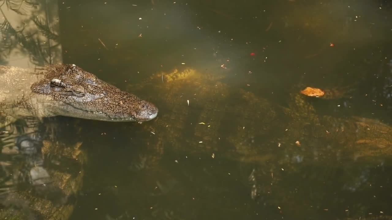 wo crocodiles in pond of zoo, animals relaxing after dinner in water