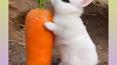 Rabbit cute video