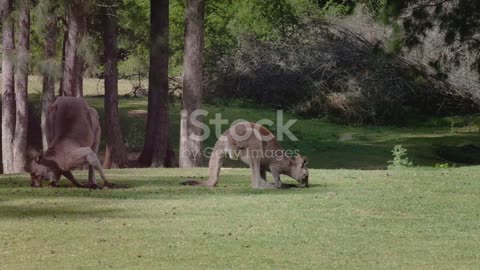 Kangaroo Country: Australia's Iconic Hoppers