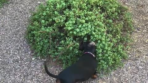 Dog thinks hes catching lizards