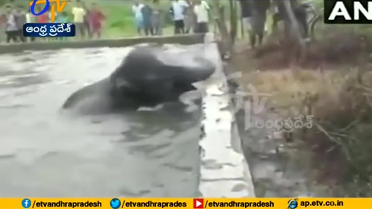 Watch - An elephant calf rescued by forest officials in West Bengal