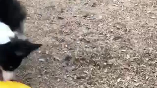 Black white dog playing with yellow football