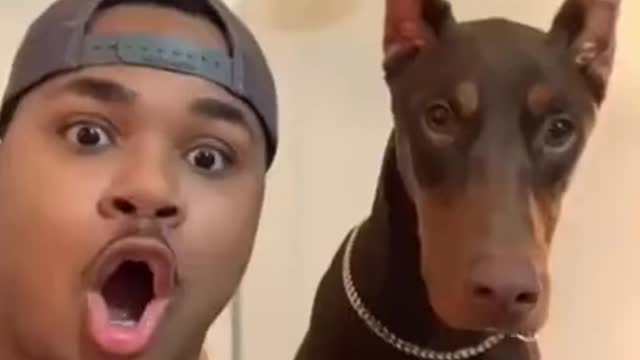 1 MINUTE! _ 🐶 Dog Lovers _ SHORT & FUNNY Videos 🤣 #Shorts