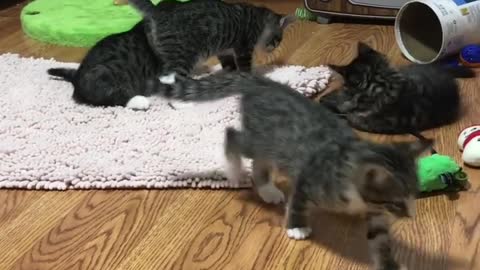 Cat 🐈🐱 chat cat chat