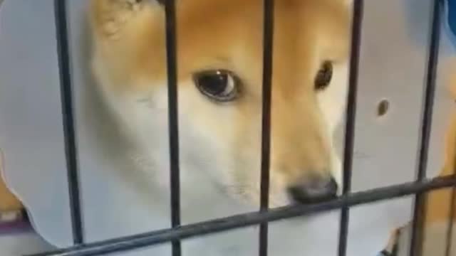 puppy just hospitalized