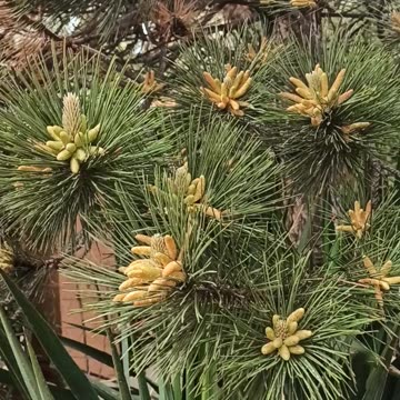 Blooming pine