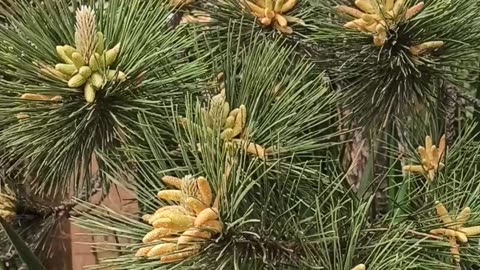 Blooming pine